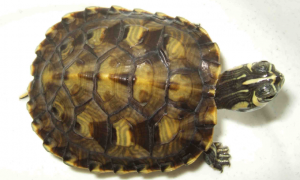 黄腹滑龟能活多少年