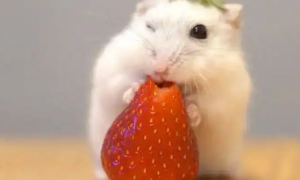 仓鼠能不能吃草莓