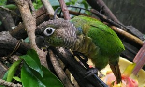 绿颊锥尾鹦鹉吃什么食物