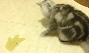 猫咪不吃饭吐黄水是怎么回事啊