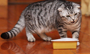 猫不吃东西喝葡萄糖起到什么作用