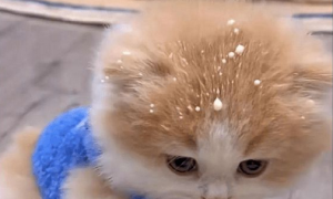 大猫喝奶的时候，溅起的水花淋到了小猫头上