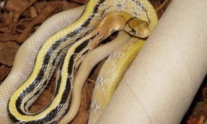 三索锦蛇是国家几级保护动物