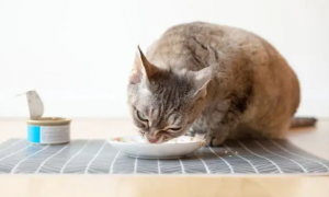 猫咪可以吃猫罐头吗