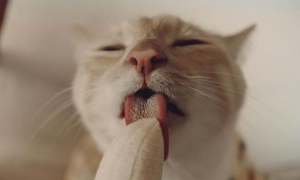 猫能吃香蕉吗