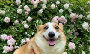 网友让柯基站在花旁边拍照，它一直保持着微笑，狗：都笑僵硬了！