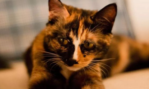 世界滞销的玳瑁猫，很多人都觉得丑，然而她有你不知道的温柔！