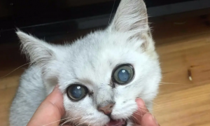 猫眼球上有一小块白膜怎么回事
