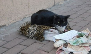 俄罗斯猫咪躺抱枕上乞讨 路人丢钱赞助