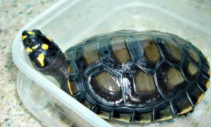 黄头侧颈龟繁殖，黄头侧颈龟人工繁殖