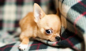 狗狗健康丨为什么我的狗狗总是流眼泪？