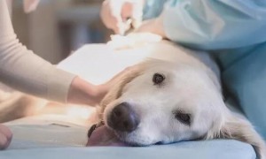 母犬在兽医站做绝育，确实安全性且有什么用？又会碰到什么风险呢？