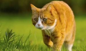 猫咪捕食是如何训练的？如何训练猫捕猎？