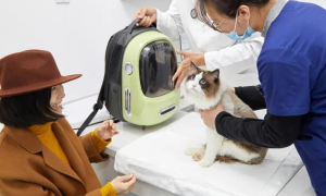 鲲鹏宠物医院：专业、贴心的宠物医疗服务