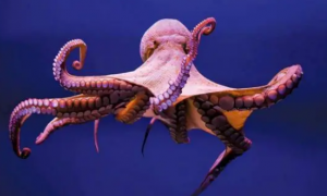 章鱼可能并非地球“本地鱼”？科学家研究后认为章鱼应该来自外星