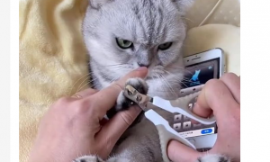 猫剪指甲不配合怎么办？怎样给猫剪指甲不反抗？