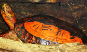 海南黄额闭壳龟是保护动物吗？