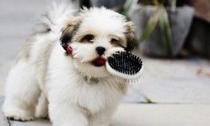 狗狗的嗅觉为何如此灵敏?