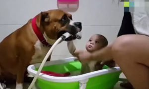 主人给小宝宝冼澡，狗狗就是要来看热闹，下一幕令人笑到飙泪