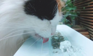 猫卜力猫咪陶瓷饮水机怎么样？爱猫人士的福音