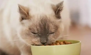 贝特鲱猫粮的保质期长吗？