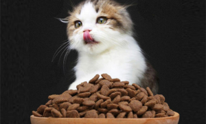鲜出格猫粮可靠吗？这篇文章有答案！