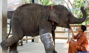 大象断了一条腿，医生为其打造一条假肢，装上的瞬间场面差点失控