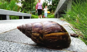 别碰更别吃！南宁公园里常见的这种大蜗牛或存在病原体和寄生虫