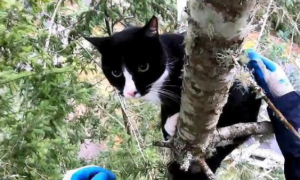 男子爬树救橘猫，结果回头一看还挂着一只猫，奶牛猫：没事我不急