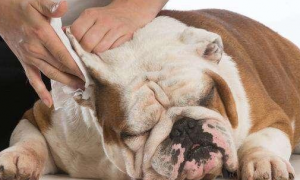 狗狗有耳螨如何治疗和防止？来这告诉你
