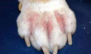宠主需知：犬猫常见皮肤病检查方法大全