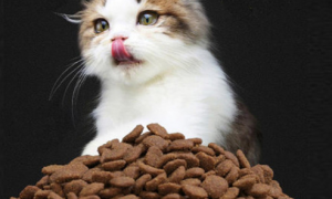 良宠猫粮怎么代理？