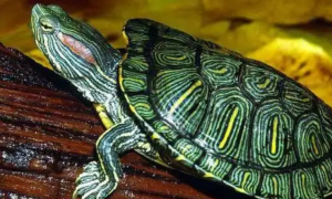 巴西龟冬眠该怎么办？