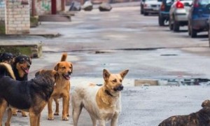 1年吃400万只狗，吃狗肉成习俗，越南的“狗肉文化”为何如此兴盛