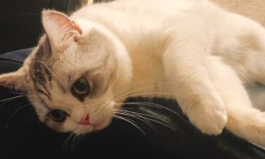【科学养猫指南】如何科学地喂食猫咪羊奶粉？