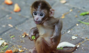 个人能不能养猴子 是国家保护动物不可私下买卖