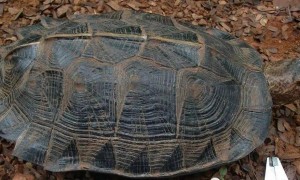 亚洲巨龟是陆龟还是水龟？不可错过！