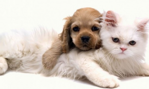 动物狗和猫的欢乐时光 | 融化的爱：可爱狗狗和萌猫的快乐生活