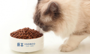 倍琪猫粮：营养丰富，安全可靠的猫咪美食