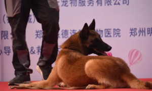 郑州社区举办文明养犬宣传活动 引来百余只宠物狗“秀才艺”