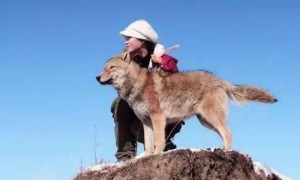 成都女孩李微漪，10年前将一匹狼当“儿子”，十年后与狼再相遇