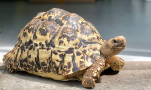 豹纹陆龟寿命，豹纹陆龟寿命多长？