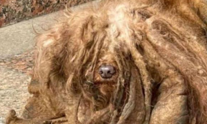 泰迪狗6年没洗澡，毛发邋遢尽是死结，主人却嫌它不爱干净抛弃它