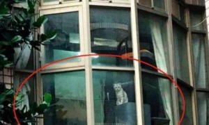 主人下班回家，远远看到自家的猫狗在窗台上：那个傻子回来了