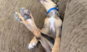 狗子的睡觉姿势太奇葩，柔韧性堪比体操运动员