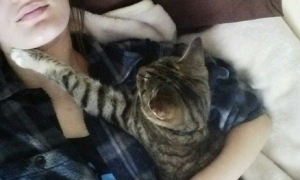 猫咪实在太爱主人 每天都要窝在主人脖颈才能睡着