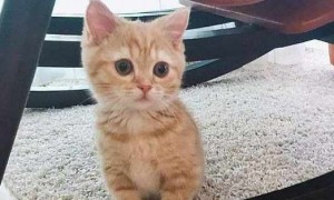 女子捡回一只小猫，带回家养了2个月后，闺蜜：确定真是小奶猫？