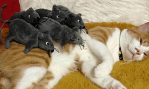主人趁橘猫熟睡，把老鼠堆在它身上，橘猫被惊醒后，直接愣住了