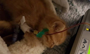 捡到失血过多病危浪喵 找来自家胖猫捐血救命