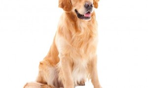 世界最“爱玩”的狗狗：二哈仅第三，金毛居于第二，第一是它难以相信！